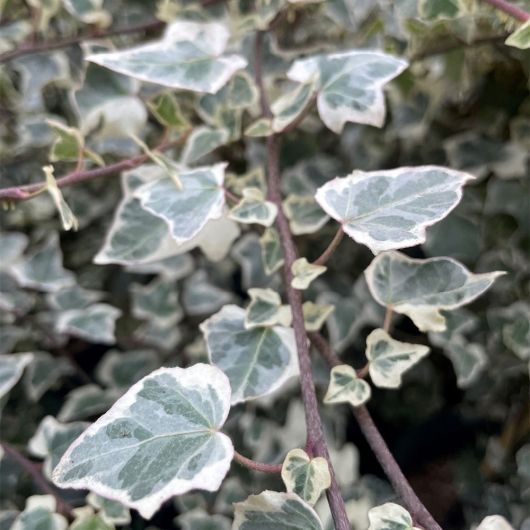 Hedera helix Adam